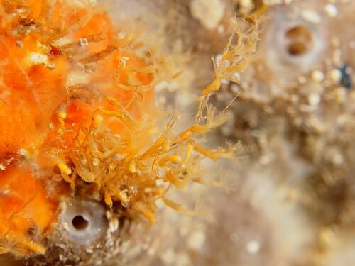 Cornularia cornucopiae - Photo (c) xavi salvador costa, some rights reserved (CC BY-NC)