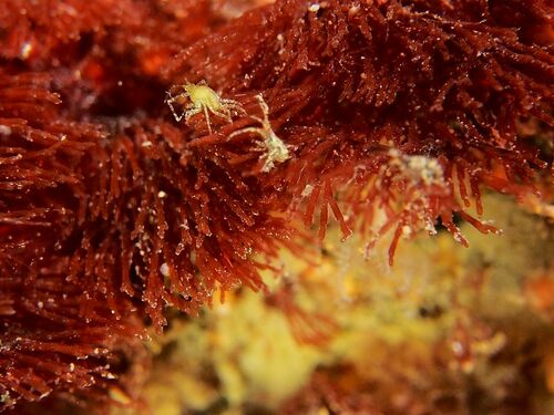 Podocerus variegatus - Photo (c) xavi salvador costa, some rights reserved (CC BY-NC)