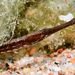 Lesser Pipefish - Photo (c) xavi salvador costa, some rights reserved (CC BY-NC), uploaded by xavi salvador costa