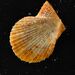Dwarf Fan Shell - Photo (c) xavi salvador costa, some rights reserved (CC BY-NC), uploaded by xavi salvador costa