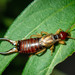 European Earwig - Photo (c) jmturon, some rights reserved (CC BY-NC)