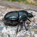 Beetles - Photo (c) jmturon, some rights reserved (CC BY-NC)