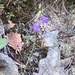 Common Harebell - Photo (c) clamae5a, some rights reserved (CC BY)