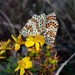Melitaea didyma - Photo (c) jmturon, some rights reserved (CC BY-NC)