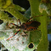 Rhynocoris iracundus - Photo (c) jmturon, some rights reserved (CC BY-NC)