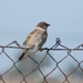 Eurasian Tree Sparrow - Photo (c) mediambient_ajelprat, some rights reserved (CC BY-NC), uploaded by mediambient_ajelprat