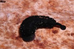 Branchellion torpedinis - Photo (c) xavi salvador costa, some rights reserved (CC BY-NC)