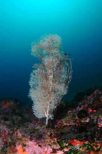 Sertularella crassicaulis - Photo (c) xavi salvador costa, some rights reserved (CC BY-NC)