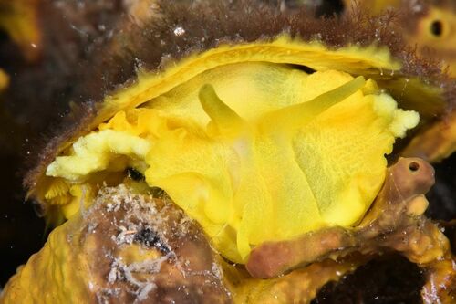 Yellow Umbrella Slug - Photo (c) xavi salvador costa, some rights reserved (CC BY-NC)