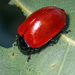 Leaf Beetles - Photo (c) jmturon, some rights reserved (CC BY-NC)