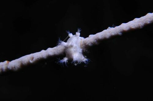 Whip Fan Nudibranch - Photo (c) xavi salvador costa, some rights reserved (CC BY-NC)