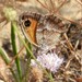 Southern Gatekeeper - Photo (c) Vicenç Roig Vidal, some rights reserved (CC BY-NC), uploaded by Vicenç Roig Vidal
