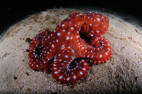Atlantic White-spotted Octopus - Photo (c) xavi salvador costa, some rights reserved (CC BY-NC)