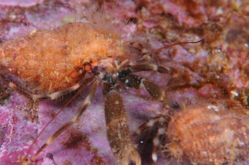 Cestopagurus timidus - Photo (c) xavi salvador costa, some rights reserved (CC BY-NC)