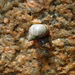 Echinolittorina punctata - Photo (c) Miquel Figueras, some rights reserved (CC BY-NC), uploaded by Miquel Figueras
