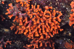False Coral - Photo (c) xavi salvador costa, some rights reserved (CC BY-NC)