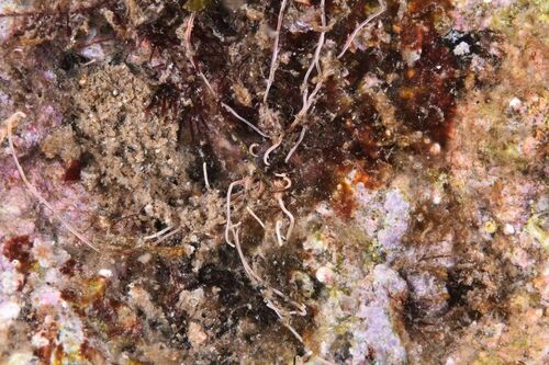 Red Thread-gilled Worm - Photo (c) xavi salvador costa, some rights reserved (CC BY-NC)
