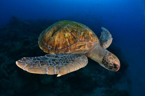 Green Sea Turtle - Photo (c) xavi salvador costa, some rights reserved (CC BY-NC)