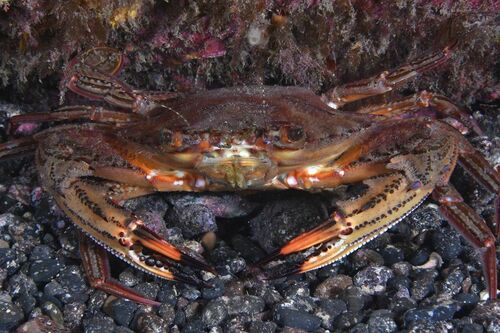 Blackpoint Sculling Crab - Photo (c) xavi salvador costa, some rights reserved (CC BY-NC)