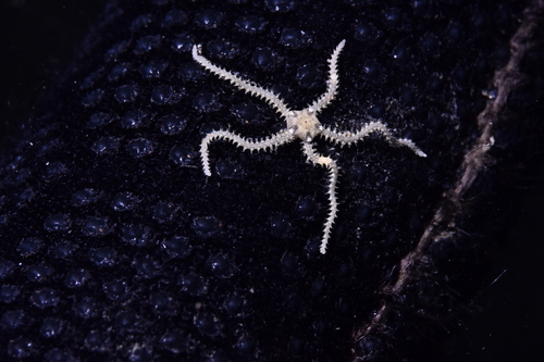 Dwarf Brittle Star - Photo (c) xavi salvador costa, some rights reserved (CC BY-NC)