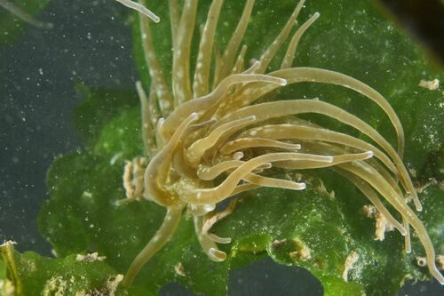 Paranemonia cinerea - Photo (c) xavi salvador costa, some rights reserved (CC BY-NC)