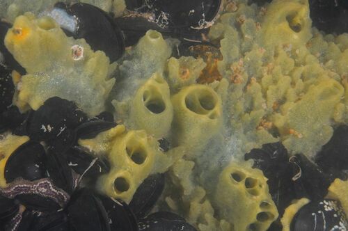 Bread-crumb Sponge - Photo (c) xavi salvador costa, some rights reserved (CC BY-NC)