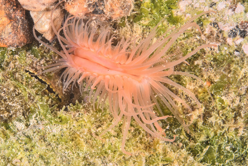 Limaria hians - Photo (c) xavi salvador costa, some rights reserved (CC BY-NC)