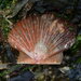 Great Scallop - Photo (c) Enric Badosa, some rights reserved (CC BY-NC), uploaded by Enric Badosa