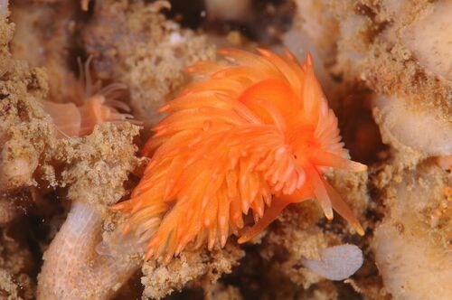 Aeolidiella sanguinea - Photo (c) xavi salvador costa, some rights reserved (CC BY-NC)