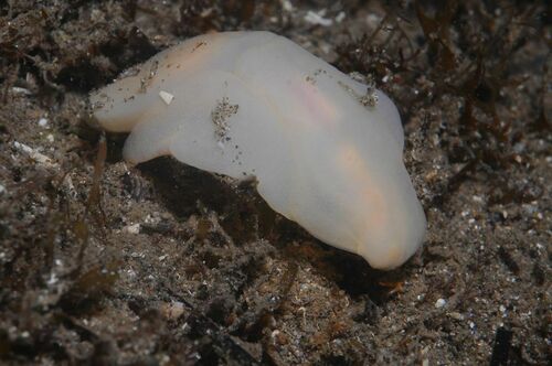 Lobe Shell - Photo (c) xavi salvador costa, some rights reserved (CC BY-NC)