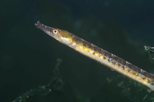 Black-striped Pipefish - Photo (c) xavi salvador costa, some rights reserved (CC BY-NC)