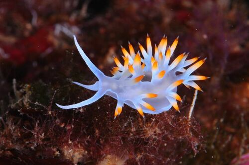 White Flabellina - Photo (c) xavi salvador costa, some rights reserved (CC BY-NC)