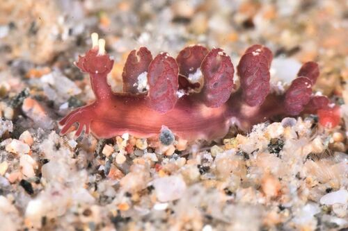 Hancockia uncinata - Photo (c) xavi salvador costa, some rights reserved (CC BY-NC)