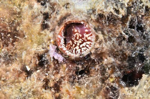 Giant Worm Shell - Photo (c) xavi salvador costa, some rights reserved (CC BY-NC)