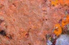 Clathria jolicoeuri - Photo (c) xavi salvador costa, some rights reserved (CC BY-NC)