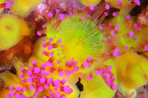Jewel Anemone - Photo (c) xavi salvador costa, some rights reserved (CC BY-NC)