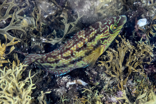 Corkwing Wrasse - Photo (c) xavi salvador costa, some rights reserved (CC BY-NC)
