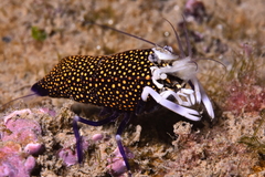 Spotted Bumblebee Shrimp - Photo (c) xavi salvador costa, some rights reserved (CC BY-NC)