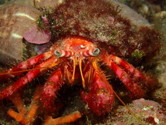 Red Hermit Crab - Photo (c) FECDAS MEDI AMBIENT, some rights reserved (CC BY-NC), uploaded by FECDAS MEDI AMBIENT