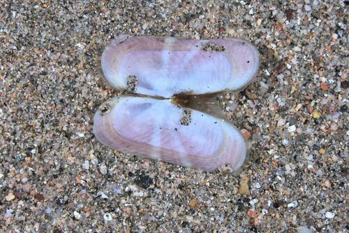 Rosy Razor Clam - Photo (c) xavi salvador costa, some rights reserved (CC BY-NC)