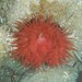 Mediterranean Beadlet Anemone - Photo (c) Manel Ortega, some rights reserved (CC BY), uploaded by Manel Ortega