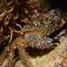Warty Crab - Photo (c) jastals, some rights reserved (CC BY-NC)