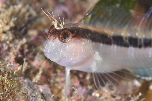 Longstriped Blenny - Photo (c) xavi salvador costa, some rights reserved (CC BY-NC)