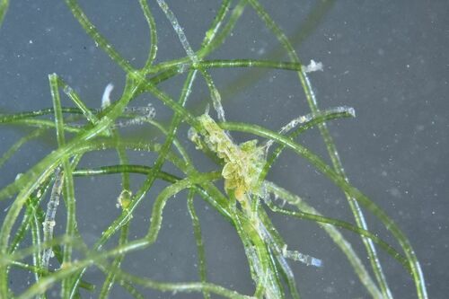 Ercolania viridis - Photo (c) xavi salvador costa, some rights reserved (CC BY-NC)