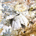 Volcano Barnacle - Photo (c) David Marco, some rights reserved (CC BY-NC), uploaded by David Marco