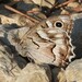 Striped Grayling - Photo (c) Vicenç Roig Vidal, some rights reserved (CC BY-NC), uploaded by Vicenç Roig Vidal