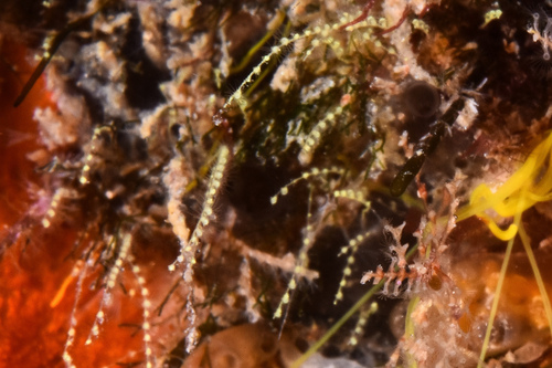 Antennella - Photo (c) xavi salvador costa, some rights reserved (CC BY-NC)