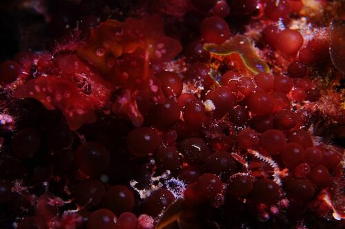 Botryocladia botryoides - Photo (c) xavi salvador costa, some rights reserved (CC BY-NC)