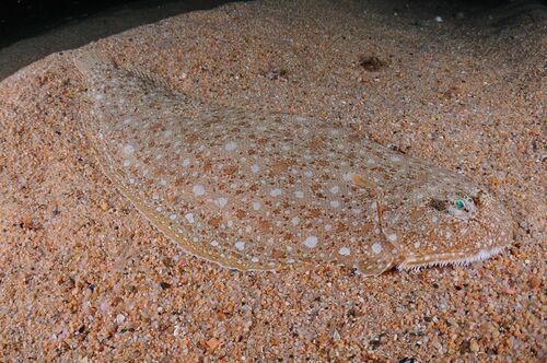 Klein's Sole - Photo (c) xavi salvador costa, some rights reserved (CC BY-NC)