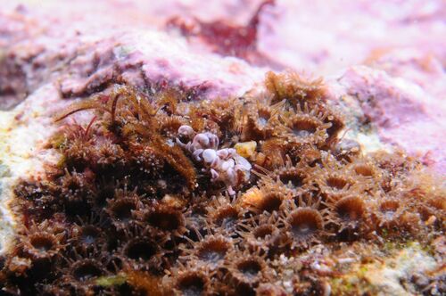 Ginger Anemone - Photo (c) xavi salvador costa, some rights reserved (CC BY-NC)